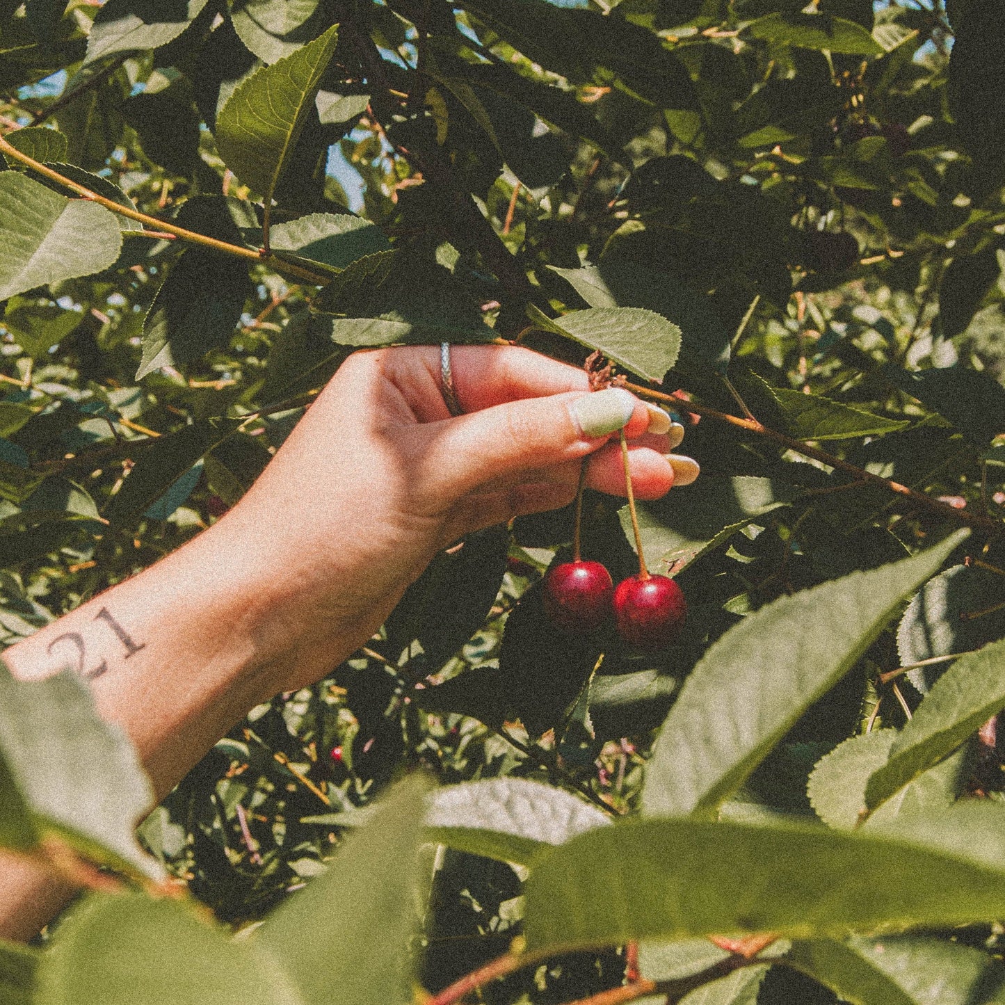 Vanilla Bean Granola with Sour Cherries